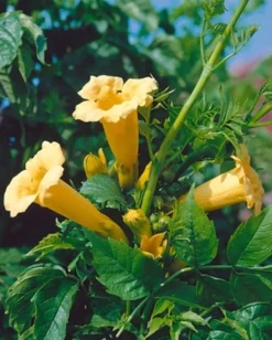 Ma Pépinière MA PÉPINIÈRE - Campsis yellow trompet - pot 4 l