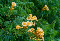 Ma Pépinière MA PÉPINIÈRE - Campsis yellow trompet - pot 4 l
