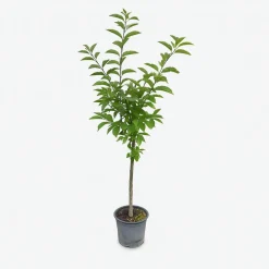 Ma Pépinière Fruitiers Et Agrumes | MA PÉPINIÈRE - Cerisier bigarreau coeur pigeon - pot 10 l