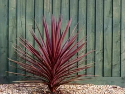 Ma Pépinière Plantes Méditerranéennes | MA PÉPINIÈRE - Cordyline australis red star - pot 10 l