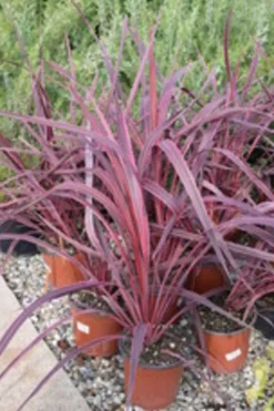 Ma Pépinière Plantes Méditerranéennes | MA PÉPINIÈRE - Cordyline australis red star - pot 4 l
