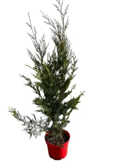 Ma Pépinière Conifères | MA PÉPINIÈRE - Cupressocyparis leylandii 2001 - pot 4 l - h 100 cm