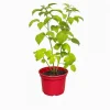 Ma Pépinière MA PÉPINIÈRE - Framboisier rubus heritage - pot 4 l Clearance