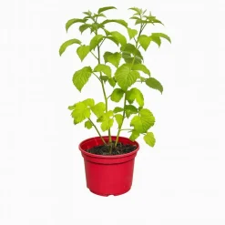 Ma Pépinière MA PÉPINIÈRE - Framboisier rubus heritage - pot 4 l Clearance