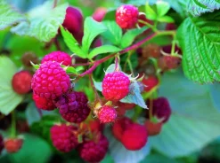 Ma Pépinière MA PÉPINIÈRE - Framboisier rubus heritage - pot 4 l Clearance