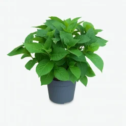Ma Pépinière MA PÉPINIÈRE - Hydrangea macrophylla leuchtfeuer rouge - pot 2 l New