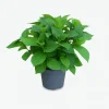 Ma Pépinière Plantes De Terre De Bruyère | MA PÉPINIÈRE - Hydrangea macrophylla leuchtfeuer rouge - pot 3 l