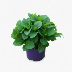 Ma Pépinière MA PÉPINIÈRE - Hydrangea macrophylla forever and ever purple - pot 5 l Sale