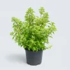 Ma Pépinière MA PÉPINIÈRE - Hydrangea paniculata unique - pot 15 l Best