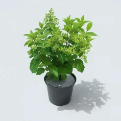 Ma Pépinière Plantes De Terre De Bruyère | MA PÉPINIÈRE - Hydrangea paniculata limelight - pot 5 l