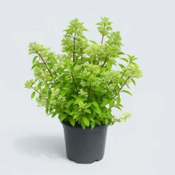 Ma Pépinière MA PÉPINIÈRE - Hydrangea paniculata silver dollar - pot 15 l Hot