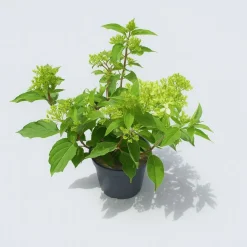 Ma Pépinière Plantes De Terre De Bruyère | MA PÉPINIÈRE - Hydrangea paniculata mont blanc c3l