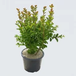 Ma Pépinière Arbres Et Arbustes | MA PÉPINIÈRE - Lagerstroemia purple star - pot 7,5 l