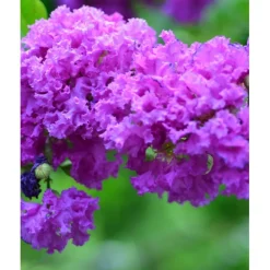 Ma Pépinière Arbres Et Arbustes | MA PÉPINIÈRE - Lagerstroemia purple star - pot 7,5 l
