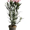 Ma Pépinière MA PÉPINIÈRE - Laurier rose 'antoine' - pot 3 l - h 80 cm Clearance
