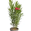 Ma Pépinière Plantes Méditerranéennes | MA PÉPINIÈRE - Laurier rose 'antoine' - pot 7 l - h 100 cm
