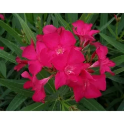 Ma Pépinière MA PÉPINIÈRE - Laurier rose 'claudia' - pot 3 l - h 80 cm Sale
