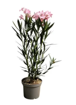 Ma Pépinière MA PÉPINIÈRE - Laurier rose 'colise' - pot 3 l - h 80 cm Clearance
