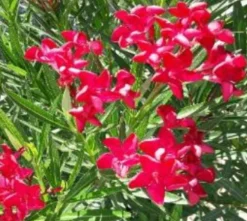 Ma Pépinière MA PÉPINIÈRE - Laurier rose 'colnem' - pot 30 l - h 160 cm Online