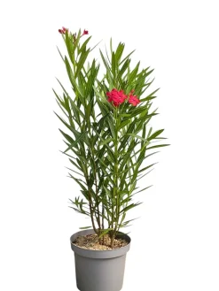Ma Pépinière MA PÉPINIÈRE - Laurier rose 'colnem' - pot 7 l - h 100 cm Online