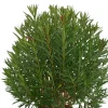 Ma Pépinière MA PÉPINIÈRE - Laurier rose 'emile sahut' - pot 80 l - h 200 cm Sale