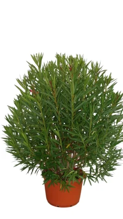 Ma Pépinière MA PÉPINIÈRE - Laurier rose 'emile sahut' - pot 80 l - h 200 cm Sale