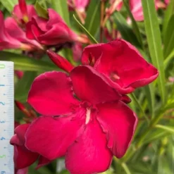 Ma Pépinière MA PÉPINIÈRE - Laurier rose 'emile sahut' - pot 3 l - h 80 cm Online