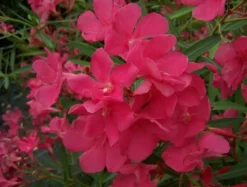 Ma Pépinière MA PÉPINIÈRE - Laurier rose 'framboise' - pot 7 l - h 100 cm New