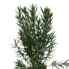 Ma Pépinière MA PÉPINIÈRE - Laurier rose 'geant des batailles' - pot 30 l - h 160 cm