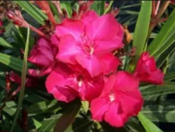 Ma Pépinière MA PÉPINIÈRE - Laurier rose 'geant des batailles' - pot 30 l - h 160 cm