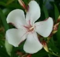 Ma Pépinière MA PÉPINIÈRE - Laurier rose 'harriet newding' - pot 30 l - h 160 cm