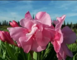 Ma Pépinière MA PÉPINIÈRE - Laurier rose 'louis pouget' - pot 15 l - h 140 cm New