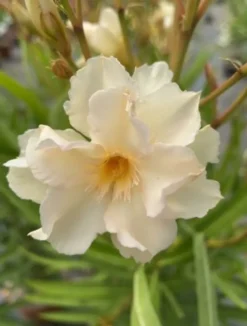 Ma Pépinière MA PÉPINIÈRE - Laurier rose 'luteum plenum' - pot 30 l - h 160 cm Clearance