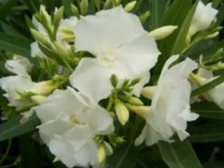 Ma Pépinière Plantes Méditerranéennes | MA PÉPINIÈRE - Laurier rose 'mont blanc' - pot 3 l - h 80 cm