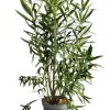 Ma Pépinière MA PÉPINIÈRE - Laurier rose 'papa gambetta' - pot 15 l - h 140 cm Best