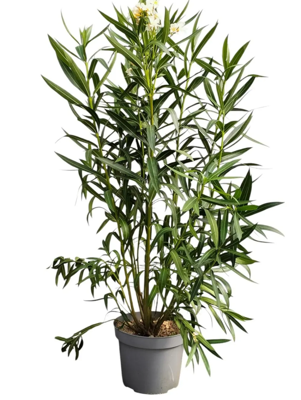 Ma Pépinière MA PÉPINIÈRE - Laurier rose 'papa gambetta' - pot 15 l - h 140 cm Best