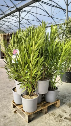 Ma Pépinière MA PÉPINIÈRE - Laurier rose 'papa gambetta' - pot 15 l - h 140 cm Best