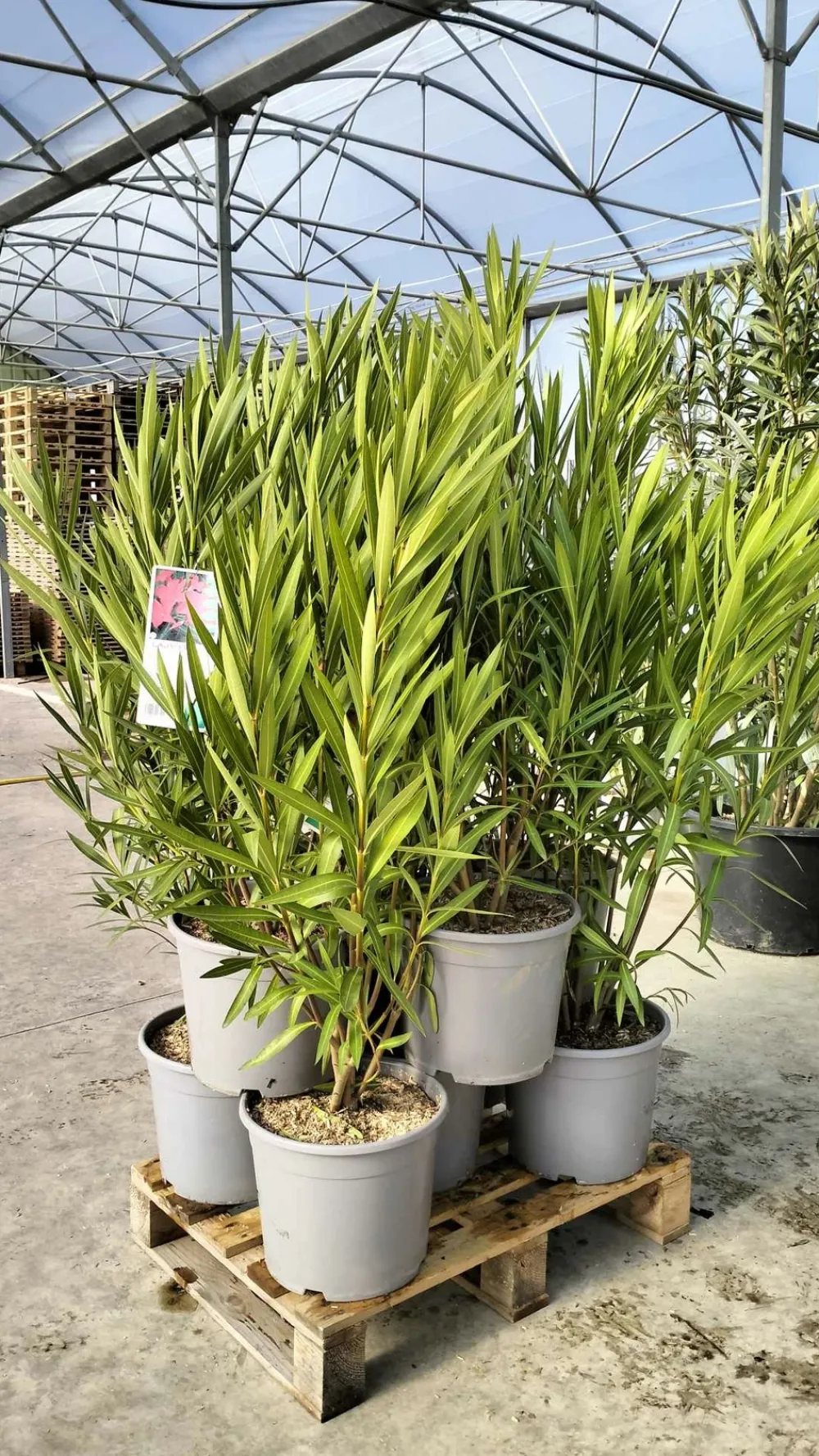 Ma Pépinière MA PÉPINIÈRE - Laurier rose 'papa gambetta' - pot 15 l - h 140 cm Best