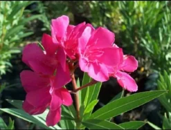 Ma Pépinière MA PÉPINIÈRE - Laurier rose 'rosanie' - pot 3 l - h 80 cm