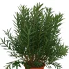Ma Pépinière MA PÉPINIÈRE - Laurier rose 'soeur agnes' - pot 50 l - h 180 cm Hot