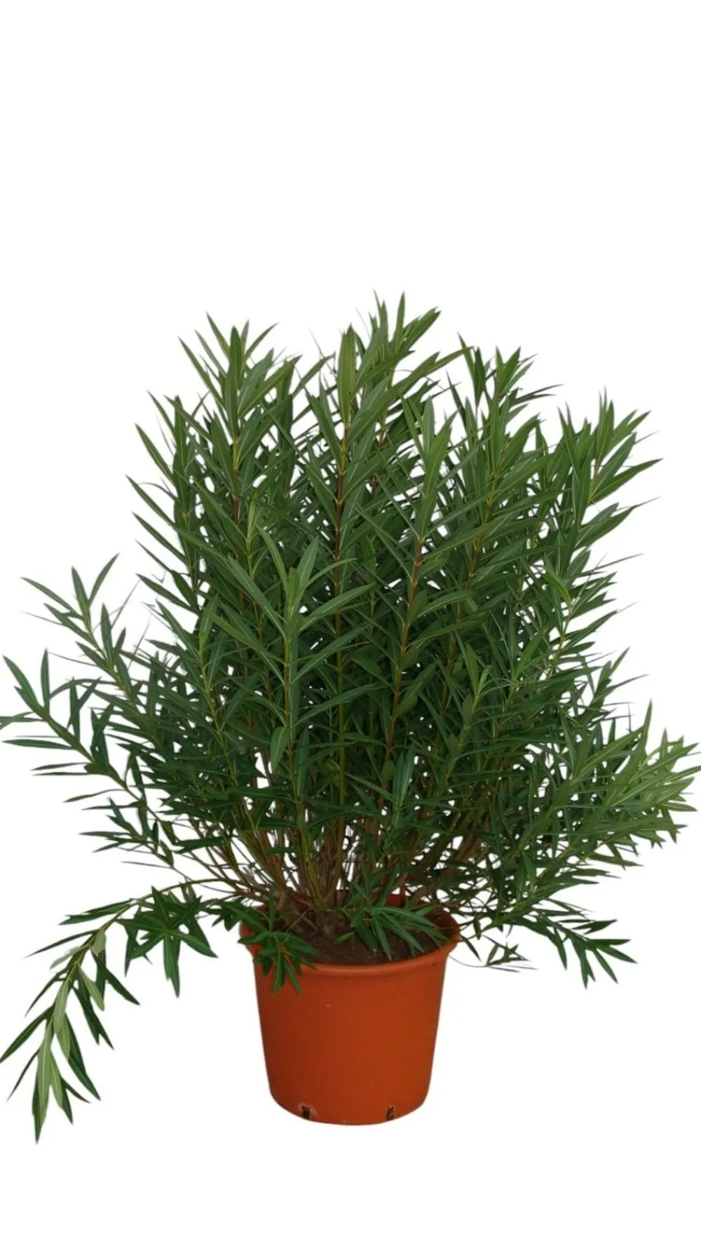 Ma Pépinière MA PÉPINIÈRE - Laurier rose 'soeur agnes' - pot 50 l - h 180 cm Hot