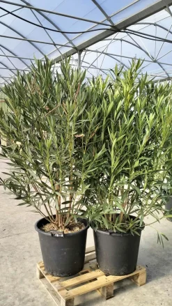 Ma Pépinière MA PÉPINIÈRE - Laurier rose 'soeur agnes' - pot 50 l - h 180 cm Hot