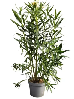 Ma Pépinière Plantes Méditerranéennes | MA PÉPINIÈRE - Laurier rose 'tito poggi' - pot 15 l - h 140 cm