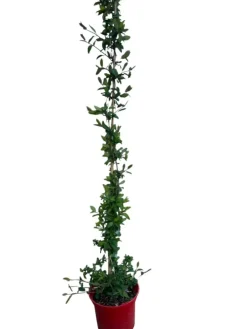 Ma Pépinière Plantes Grimpantes | MA PÉPINIÈRE - Lonicera jap. Halliana hall prolific c4l. 60/90