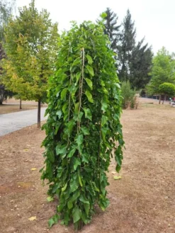 Ma Pépinière Petits Fruits | MA PÉPINIÈRE - Morus alba pendula - pot 30 l