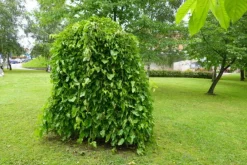 Ma Pépinière Petits Fruits | MA PÉPINIÈRE - Morus alba pendula - pot 30 l