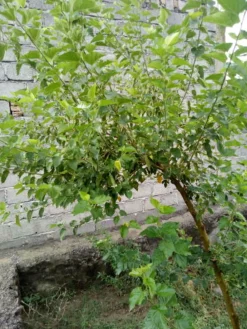 Ma Pépinière Petits Fruits | MA PÉPINIÈRE - Morus kagayamae lujijama c30l tige-8/10