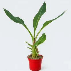 Ma Pépinière MA PÉPINIÈRE - Musella lasiocarpa - pot 5 l Sale