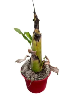 Ma Pépinière Fruitiers Et Agrumes | MA PÉPINIÈRE - Musella lasiocarpa - pot 4 l - h 80 cm