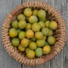 Ma Pépinière Fruitiers Et Agrumes | MA PÉPINIÈRE - Prunier reine claude doree - pot 10 l